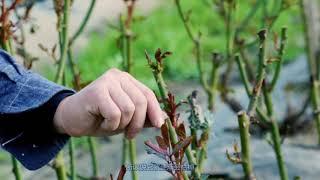 月季修剪后枝干干枯了怎么办？【天狼说月季】