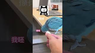 I 've seen bird scholars  but I 've never seen such outrageous learning!# Parrot# Cute