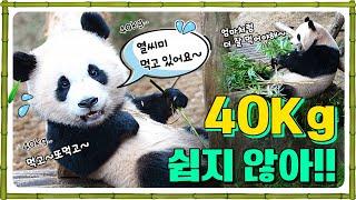 40Kg 쉽지 않아.. 후이바오 먹방모드 On!!  | 간절한 송바오님.. 러바오 쫌! 일어나!!‍️ #RuiBao #HuiBao #AiBao #LeBao #SongBao