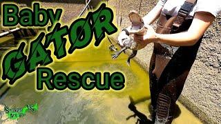 Baby Gator Rescue from the PIT