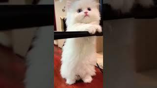 Cute kitten#shorts #shortsvideo #subscribe #kucingcantik #shortfunnycat