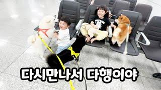 3일만에 돌아온 아기들 반기는 시바견!