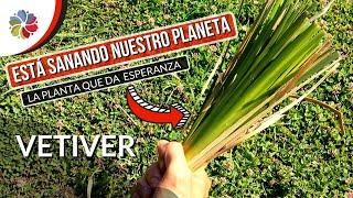  La PLANTA de la ESPERANZA - VETIVER - Está REPARANDO el daño que le hacemos al PLANETA - 1000 Usos