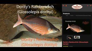 Dority's Rainbowfish (Glossolepis dorityi) #imperialtropicals