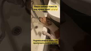 Ваша собака тоже пьют из под крана? #shorts #буднипитомца #локи #dog