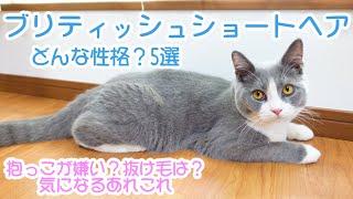 ブリティッシュショートヘアの性格特徴を子猫ざぶで紹介した動画です！