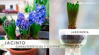 Cómo plantar bulbos de JACINTO ¡Aprende sus características!  Hogarmania