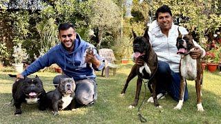 Exotic Boxer & American Bully in Haryana