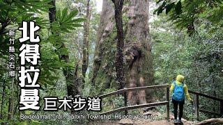 睽違4500天，再訪北得拉曼巨木群（Beidelaman Giant Trees）[新竹尖石]