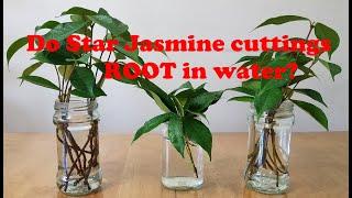 Do Star Jasmine Cuttings Root in Water? (络石藤/风车茉莉可以水培繁殖吗?)