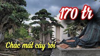 SH.7763. Cây Duối đẹp vậy 170 triệu vườn anh này chắc mất cây luôn. Đth liên hệ 0983.388.204.