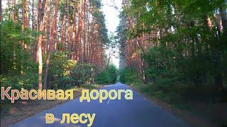 КРАСИВАЯ ДОРОГА В ЛЕСУ Видео в 4К 60 фпс. Beautyful road in the Wood 4k 60fps