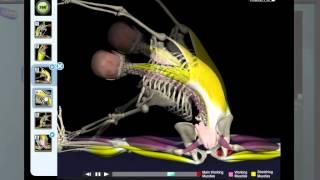 Stretching Anatomy - Adductors, hamstrings..