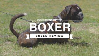 BOXER BREED REVIEW