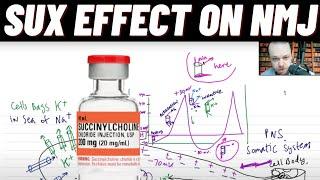 Neuromuscular Junction NMJ Action Potential, Effect of Succinylcholine and Hyperkalemia on NMJ