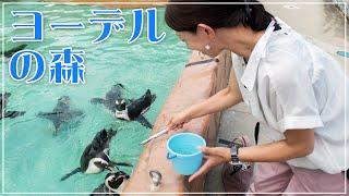 ヨーデルの森で動物とふれあいバードショー【ペンギン】【アザラシ】【犬】【猫】