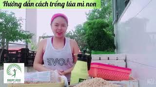 HƯỚNG DẪN CHI TIẾT CÁCH TRỒNG LÚA MÌ NON TẠI NHÀ HIỆU QUẢ