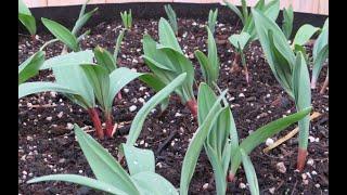 Growing Ramps in Containers (and a few words on sustainability)