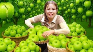 Harvesting Giant Green Apples Farm and Sell at the market with Single mom - Farm animals care