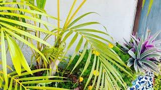 Top 5 Indoor plants you must  have | Houseplant 101