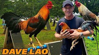 Dave Lao Big Farm in Batangas Philippines Beautiful Show Birds