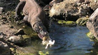 Komodo dragons swallow wild ducks in the river #komodonationalpark #amazing #swallows #komodo