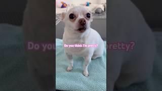 Leave A “🩷” If You Think I’m Pretty! #fyp #fypシ゚ #fypage #shortsfeed #chihuahua