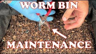 You Gotta Break It To Fix It!! Worm Bin Fun | Vermicompost Worm Farm