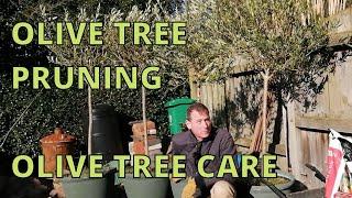 Olive Tree Pruning and Olive Tree Care