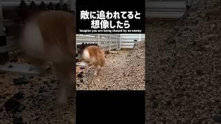 マニアックすぎて全く役に立たないうさぎの雑学11 #うさぎ #ネザーランドドワーフ #bunny