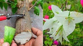 How to Propagate Bougainvillea From Cuttings Easy and Fast | Best Natural Rooting Hormone