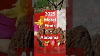 2025 Morel Report Fresh Finds #fypage #fypyoutube #fyptiktok #morelfinds #morelstories #morels