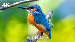 BIRDS in 4K | 2 Hours | Colorful Exotic Wild Bird Sounds Scenic Nature Rainforest Relaxing Music UHD