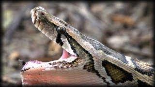 Python Eats Rat 04   Dangerous Animals