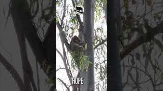 Koala Hope at home #australia #wildlife #koala