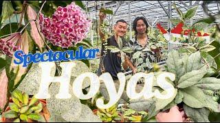 Indonesian Hoya Grower CREATES Spectacular Silver, Splash and Variegated Hoyas with Passion and ️