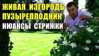 Нюансы стрижки живых изгородей из быстрорастущих кустарников Пузыреплодник калинолистный.