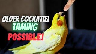 How to Tame an OLDER COCKATIEL