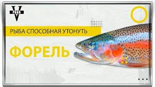 ФОРЕЛЬ. Как ловить и все о рыбе, которая способна утонуть !