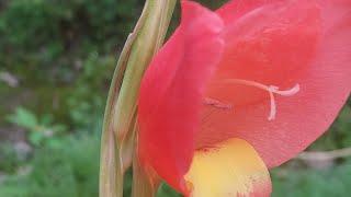 Gladiolus equitans #Plant #Nature #Flora Fauna #Insect #Ant #Petal #Flower #Bud #Stem #Branch #Short