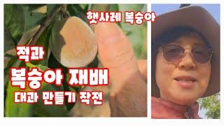 햇사레복숭아 적과시기와 방법 [복숭아재배방법]