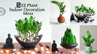 5 Amazing ZZ Plant Indoor Decoration Ideas | ZZ Plants Growing Ideas-Grow Zanzibar Gem//GREEN PLANTS