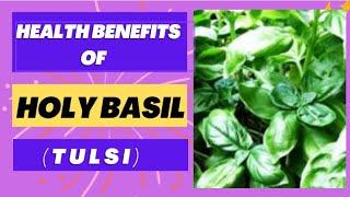 Health Benefits of HOLY BASIL || Tulsi Health Benefits