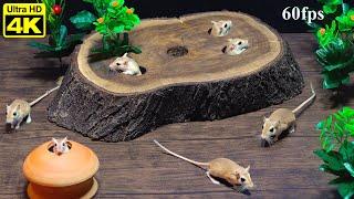 Cat Games for Cats to Watch: Cute Mice Hide & Seek and Play Through Wood Hole | 4K UHD | 8 Hours