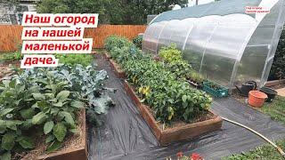 Our garden at the dacha is a greenhouse, beds. What and how grows in our garden.