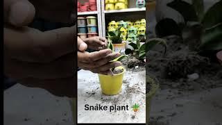 Small pot repotting# gifting🪴plant n pots#ceramic #youtubeshorts #homedecor#trending #viralvideo