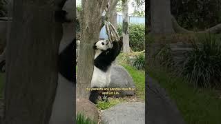 【Pandas' World Travel】Pandas Wang Wang And Fu Ni Left Australia For China | iPanda