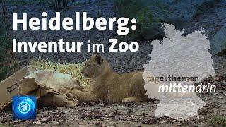 Heidelberg: Inventur im Zoo | tagesthemen mittendrin