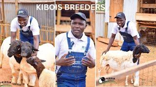 Kibois Breeders Documentary