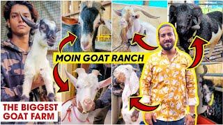 Crores ka Shauk Moin Goat Ranch  End Level Khubsurat Farm ️